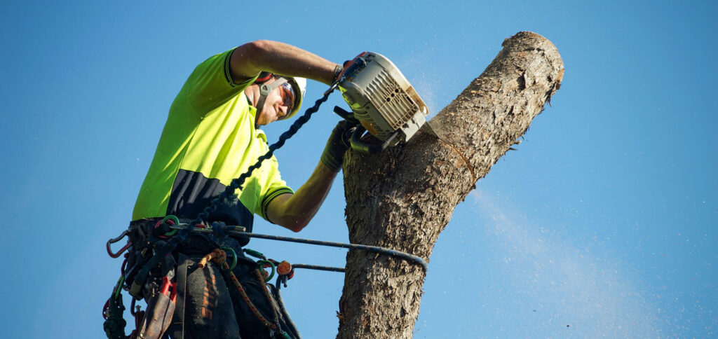 Certified Arborist