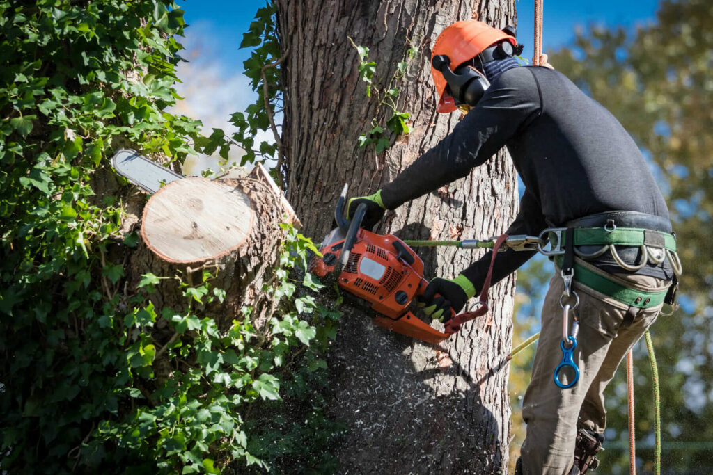 Certified Arborist