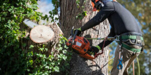 Why Hire a Certified Arborist? Benefits, Services, and How to Choose the Right One