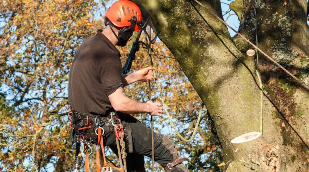 Certified Arborist