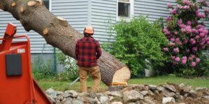 Essential Guide to Safe and Efficient Tree Removal: What Every Homeowner Should Know