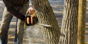 Tree Removal Central Coast: 5 Things to Check Before Booking